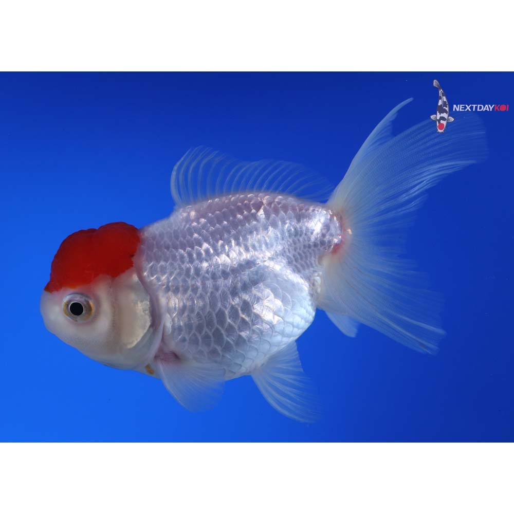 4.5” Imported Redcap Oranda