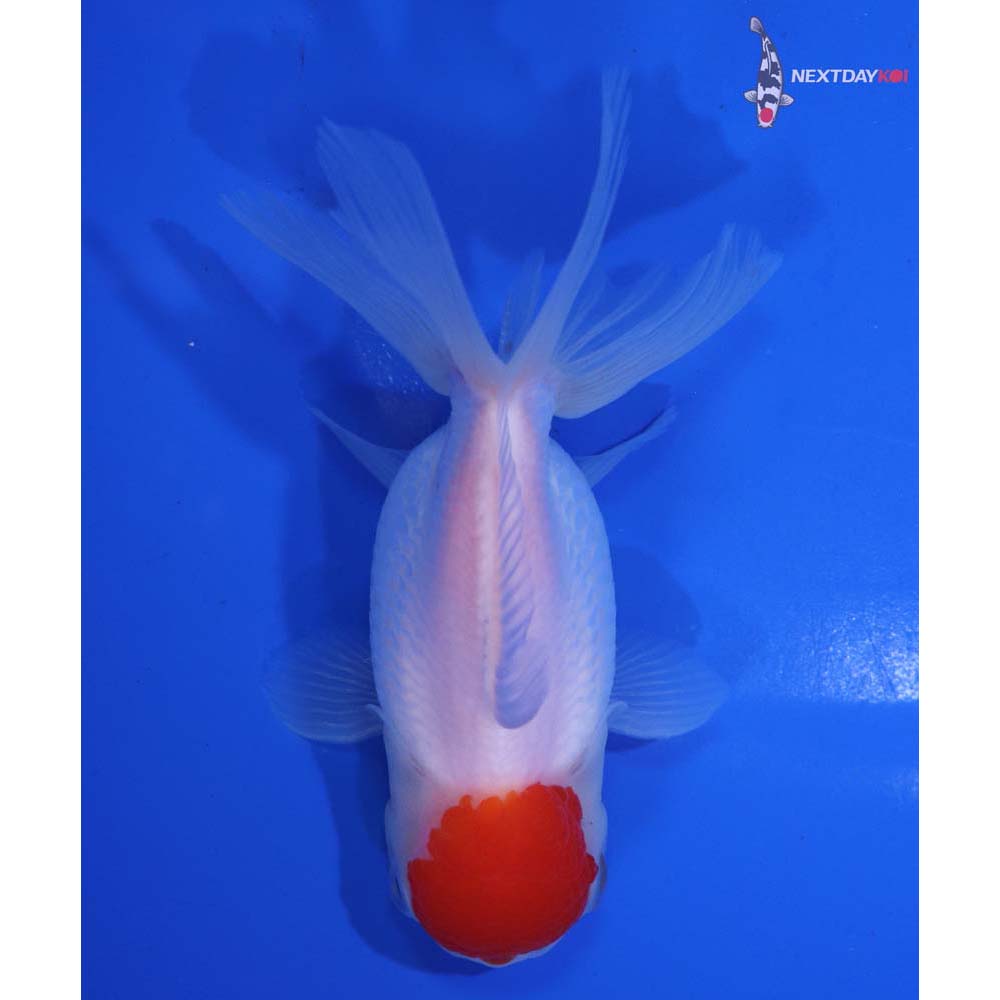 4.5” Imported Redcap Oranda