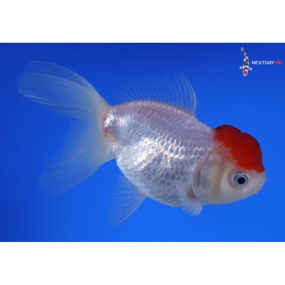 4.5” Imported Redcap Oranda