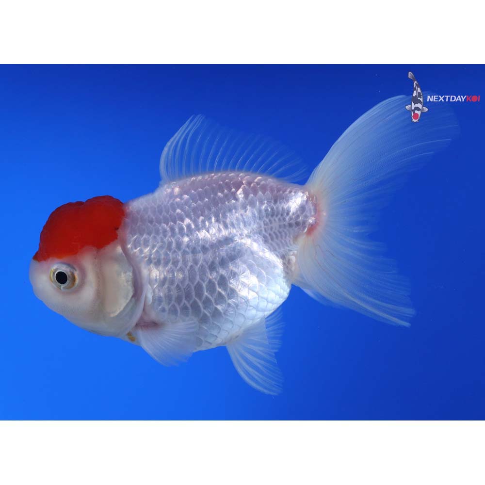 4.5” Imported Redcap Oranda