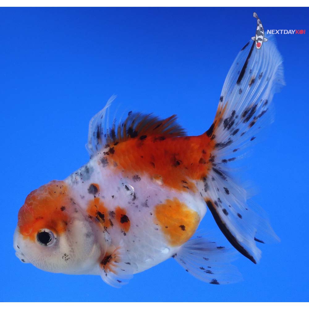 4.5” Imported Calico Oranda