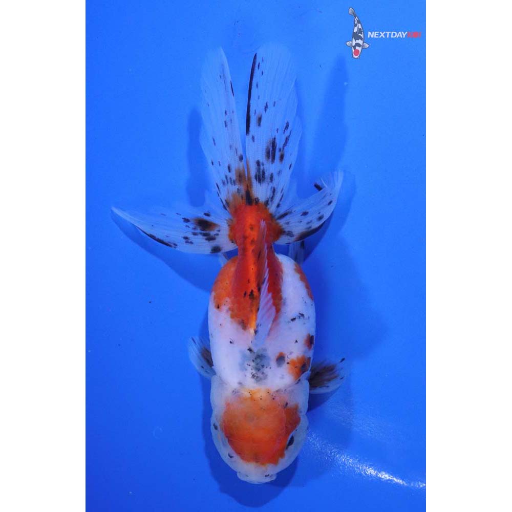 4.5” Imported Calico Oranda