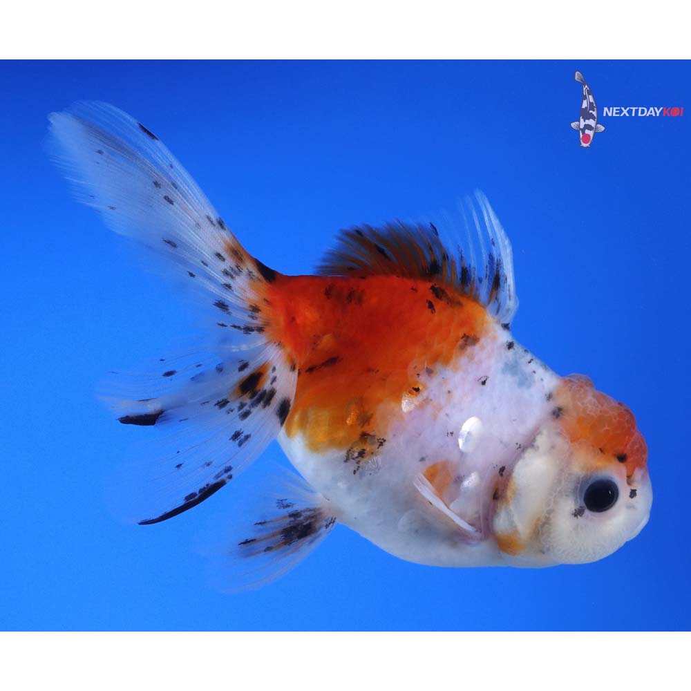 4.5” Imported Calico Oranda