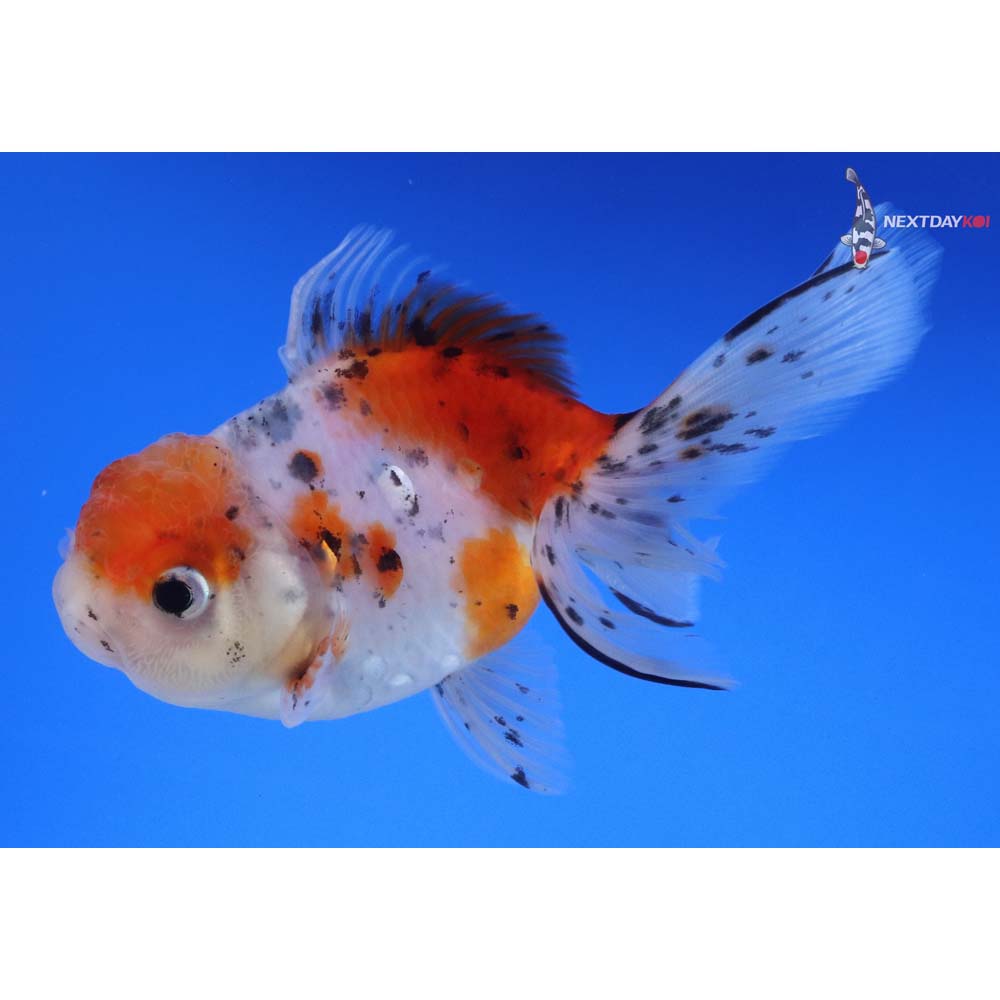 4.5” Imported Calico Oranda