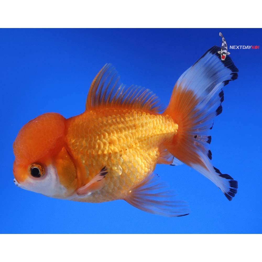 5” Imported Male Calico Oranda