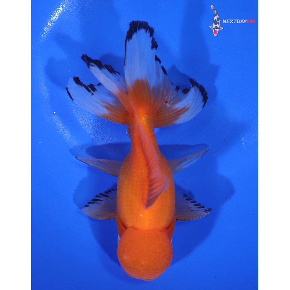 5” Imported Male Calico Oranda