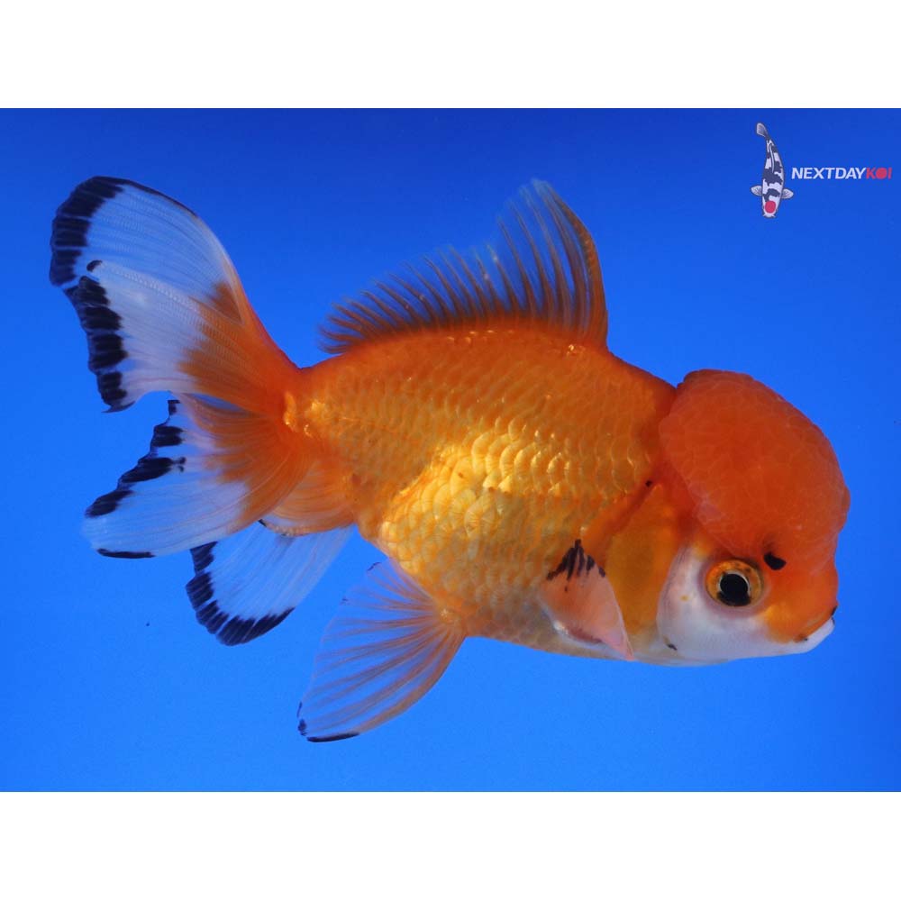 5” Imported Male Calico Oranda