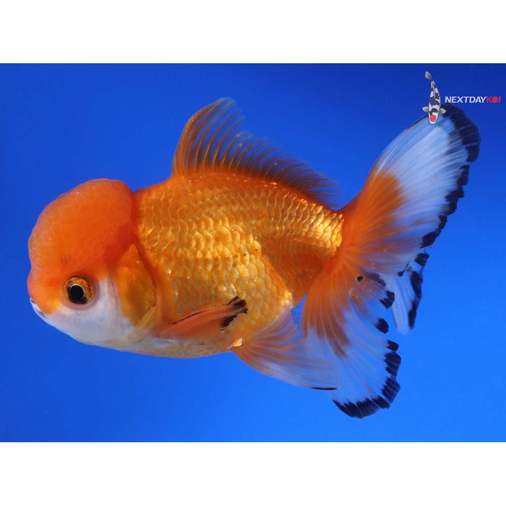 5” Imported Male Calico Oranda