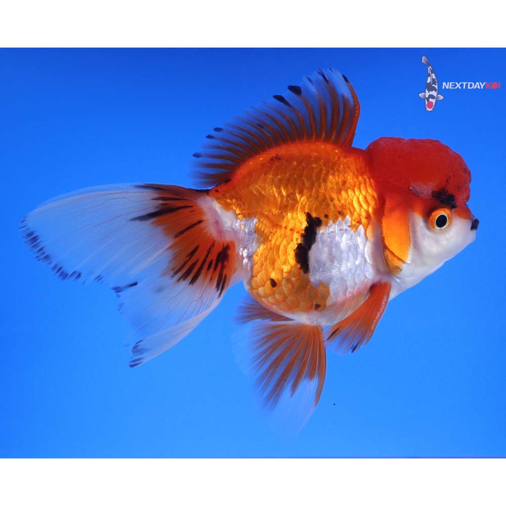 4.5” Imported Male Calico Oranda