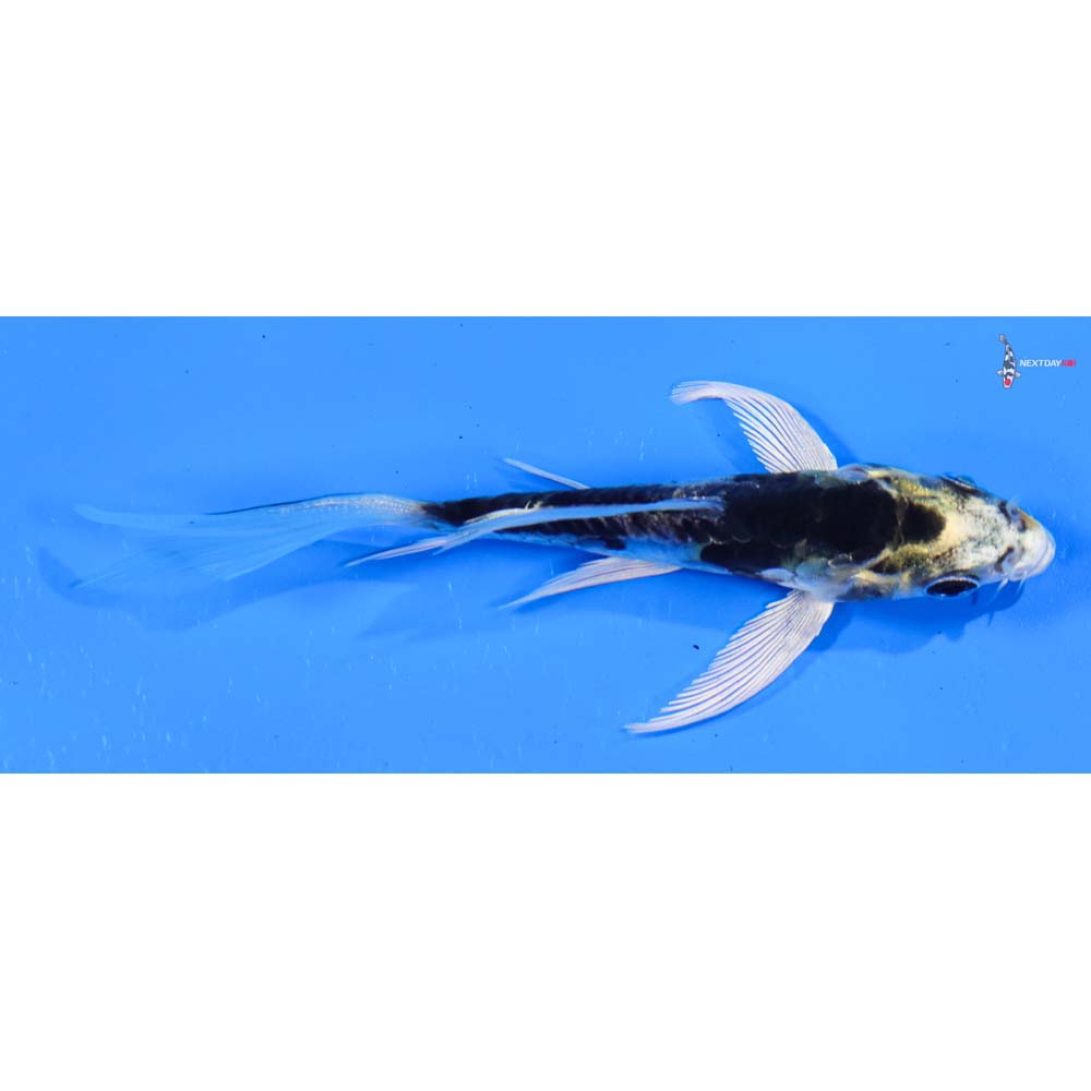 3.5” Imported Doitsu Kujaku Butterfly Koi