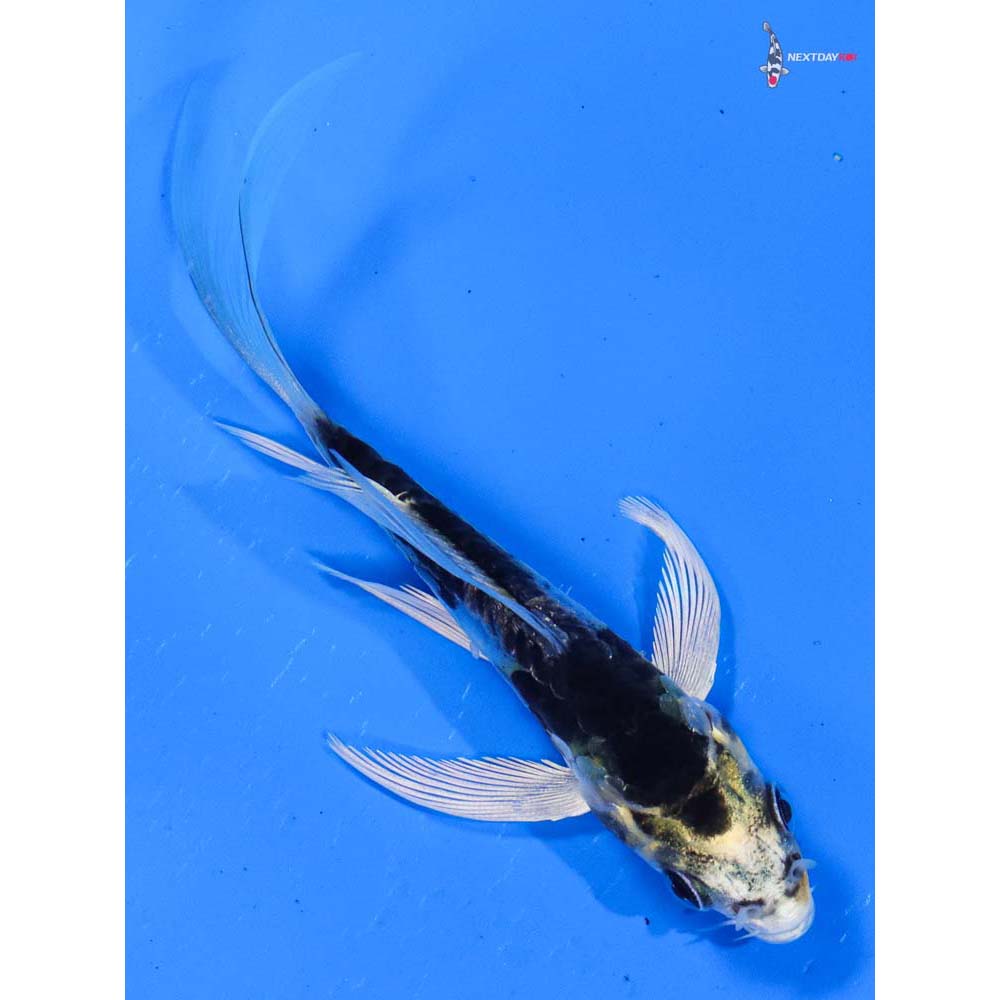 3.5” Imported Doitsu Kujaku Butterfly Koi
