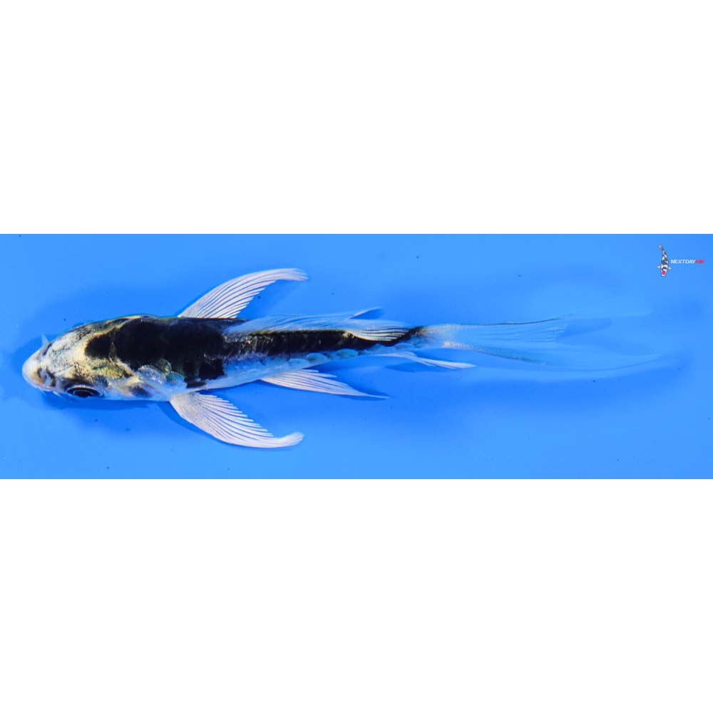 3.5” Imported Doitsu Kujaku Butterfly Koi