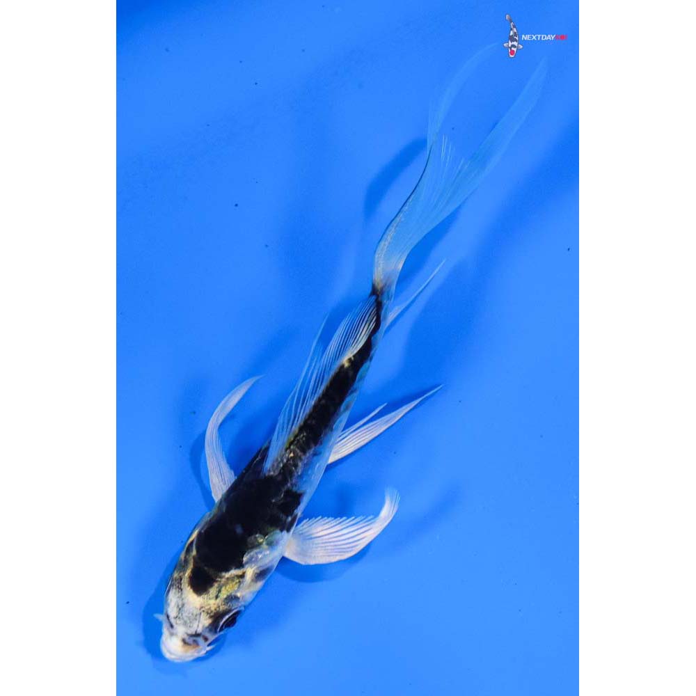 3.5” Imported Doitsu Kujaku Butterfly Koi