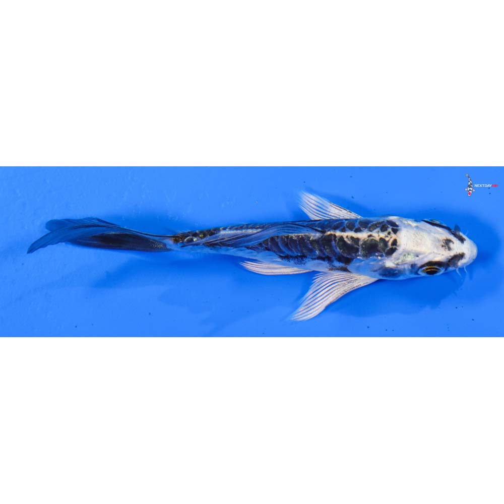 3.5” Imported Doitsu Kujaku Butterfly Koi