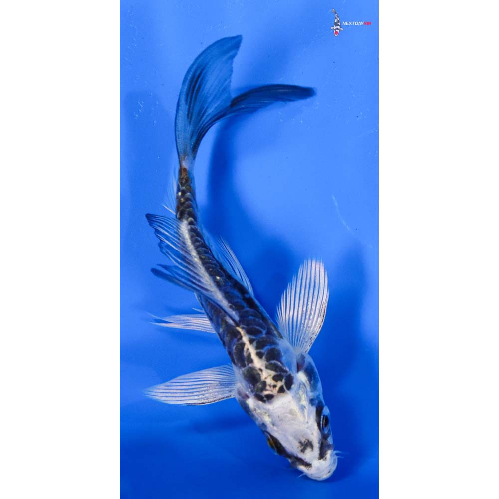 3.5” Imported Doitsu Kujaku Butterfly Koi
