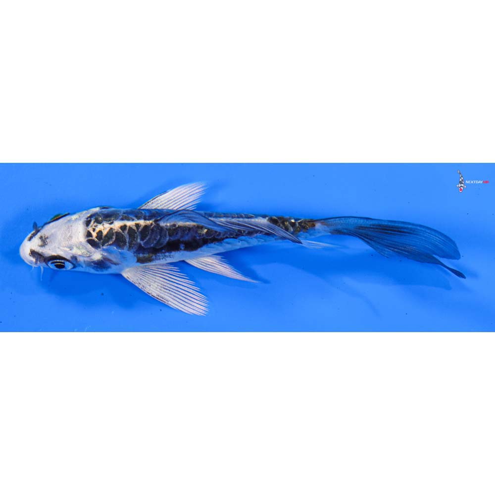 3.5” Imported Doitsu Kujaku Butterfly Koi
