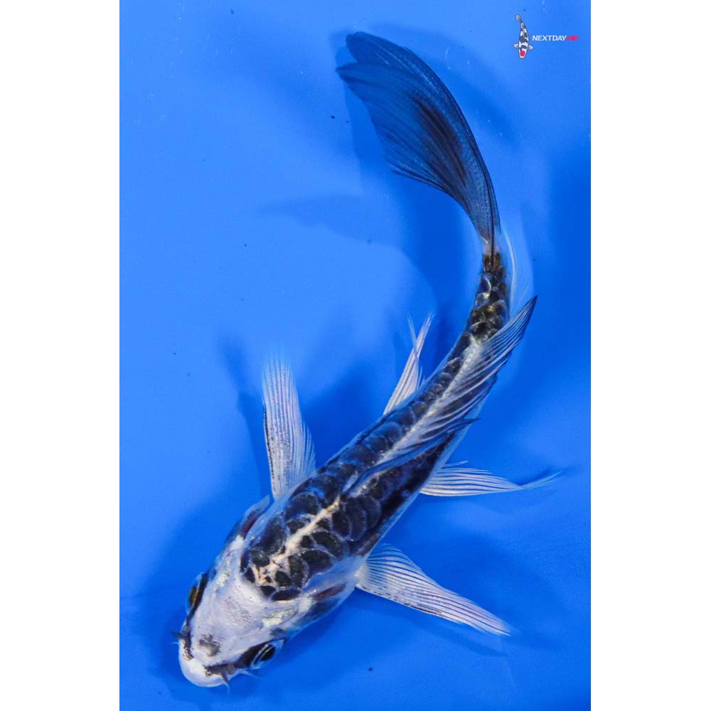 3.5” Imported Doitsu Kujaku Butterfly Koi