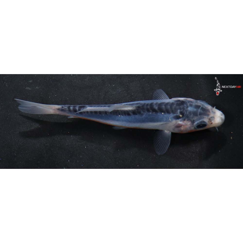 3.5” Imported Shusui