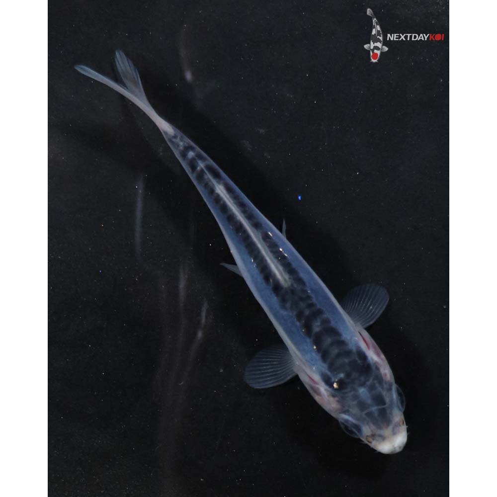 3.5” Imported Shusui