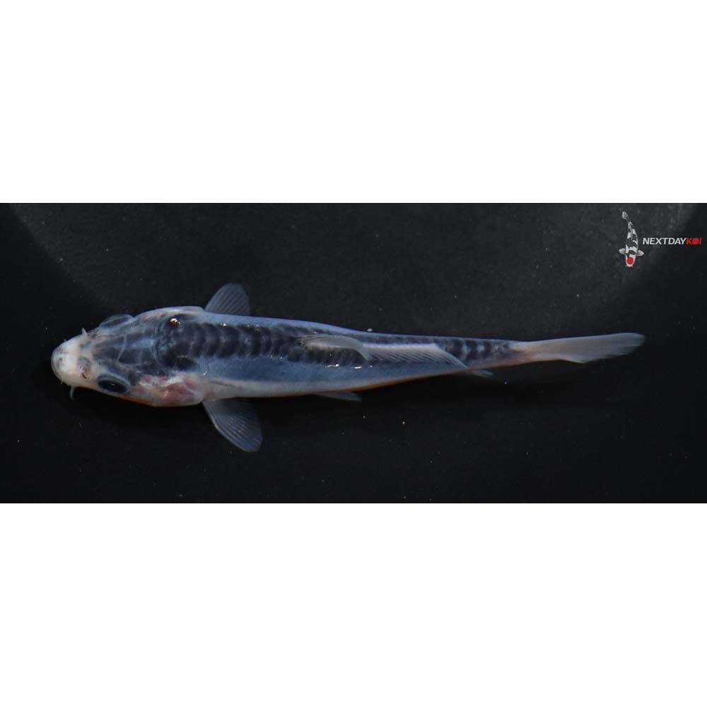 3.5” Imported Shusui