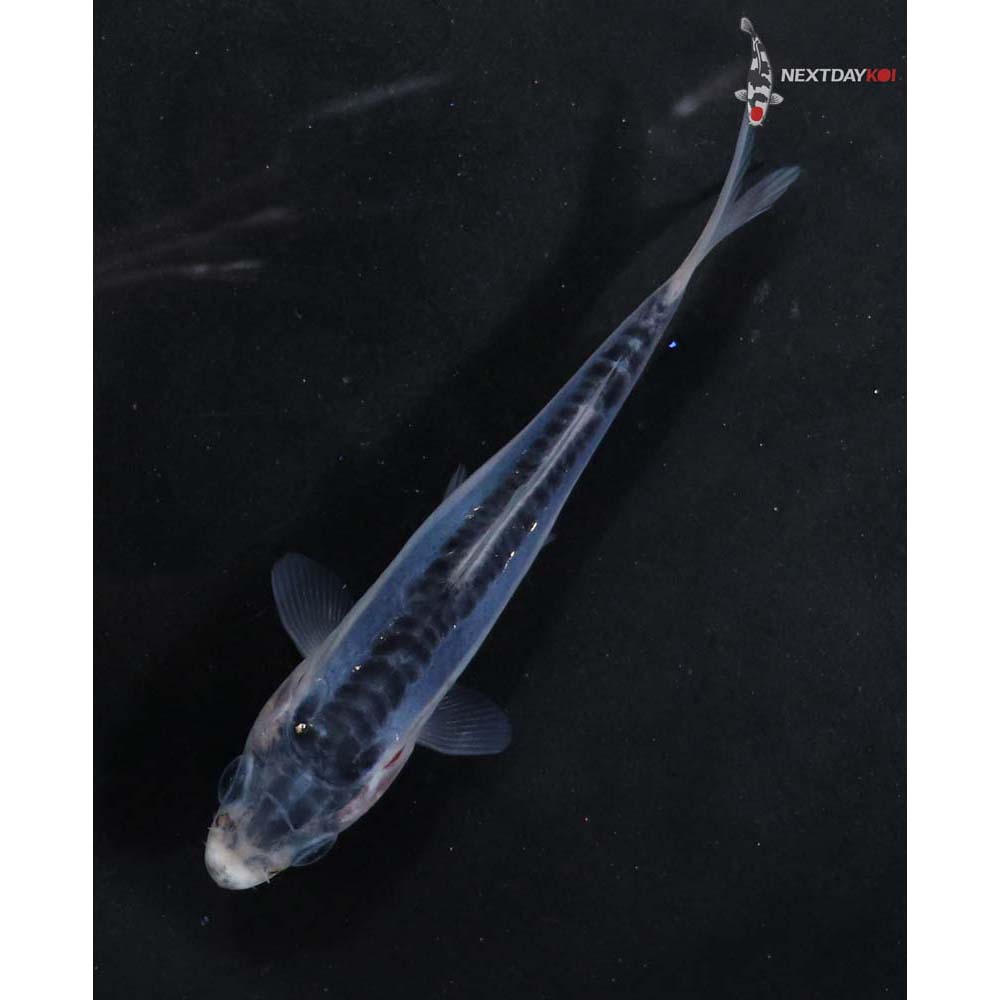 3.5” Imported Shusui