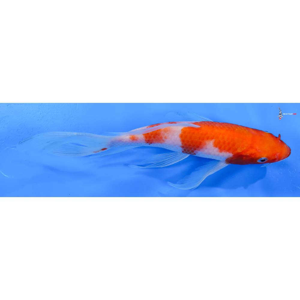 7” Imported Kohaku Butterfly Koi