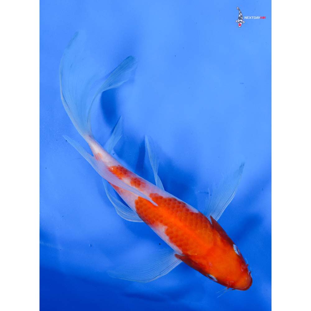 7” Imported Kohaku Butterfly Koi