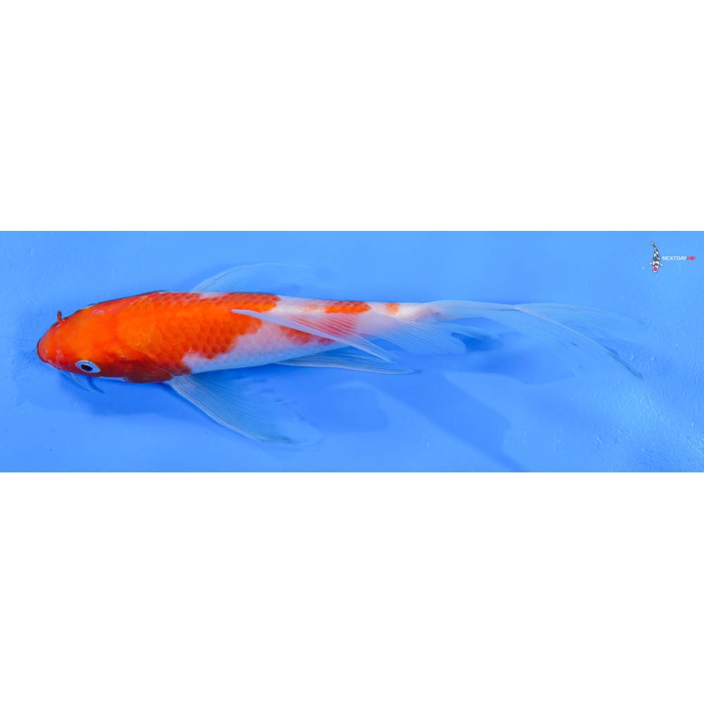 7” Imported Kohaku Butterfly Koi