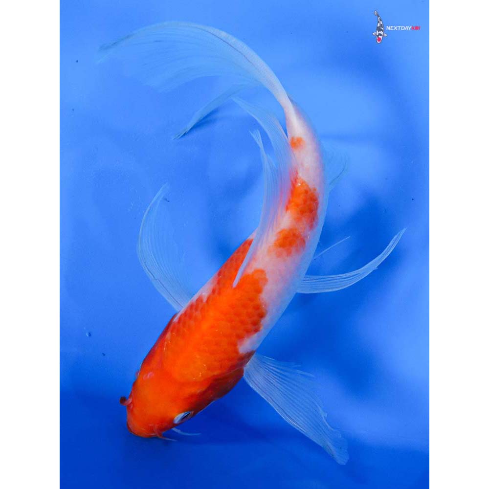 7” Imported Kohaku Butterfly Koi