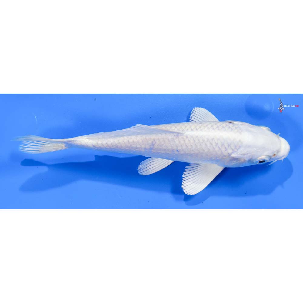 6.5” Imported Platinum Ogon