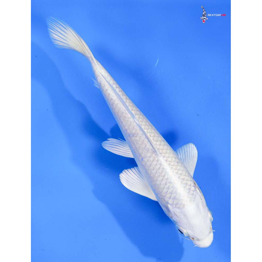 6.5” Imported Platinum Ogon