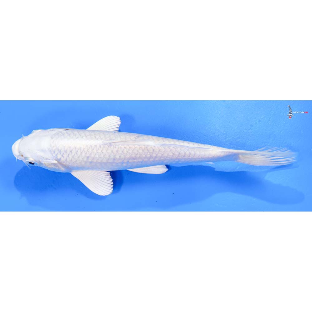 6.5” Imported Platinum Ogon