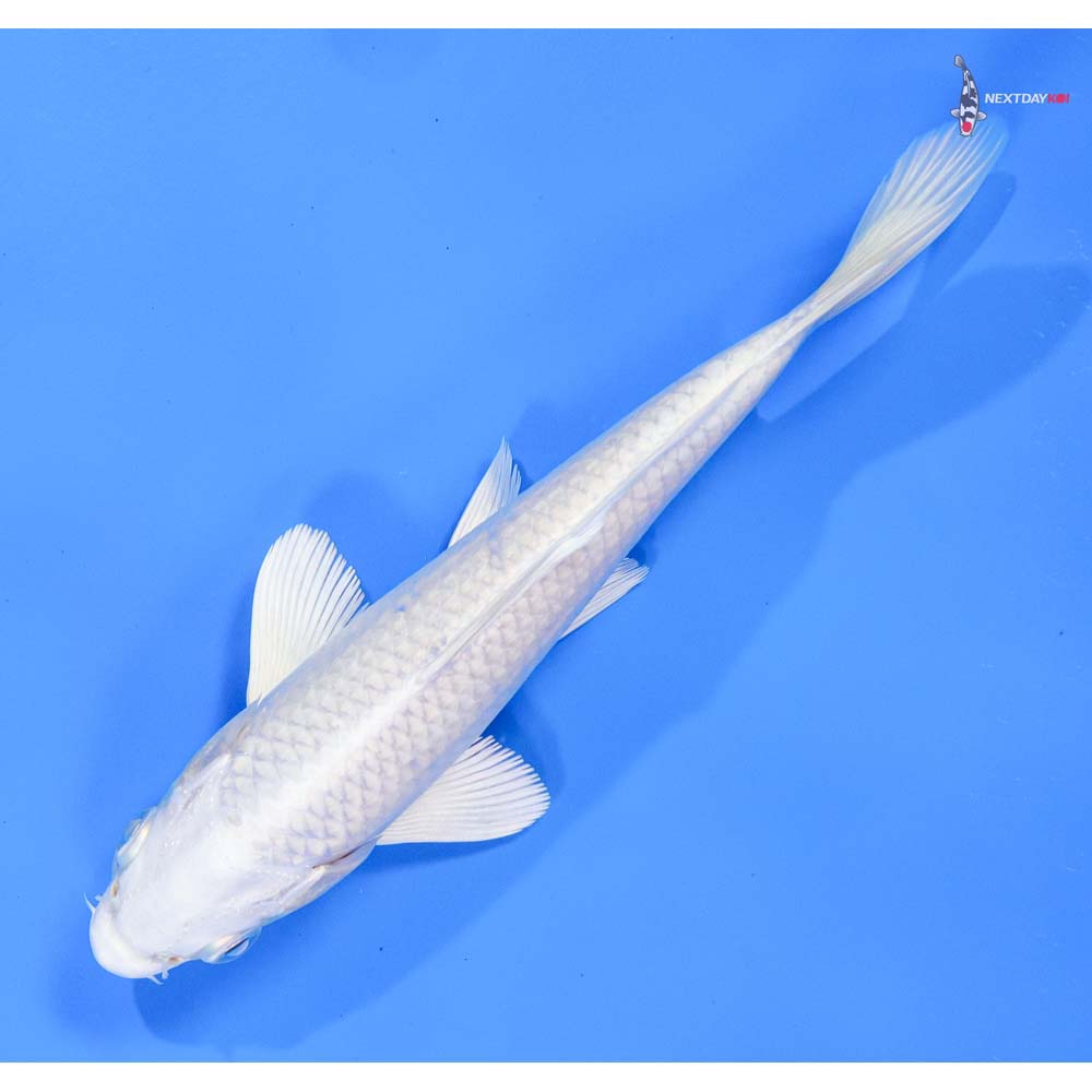 6.5” Imported Platinum Ogon