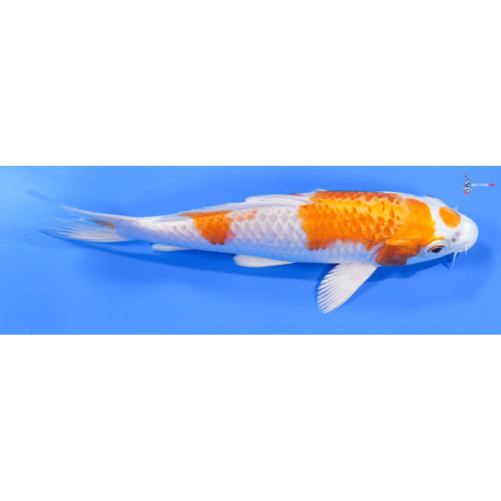 6” Imported Hariwake