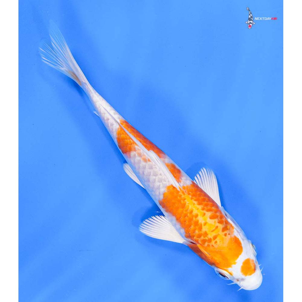 6” Imported Hariwake