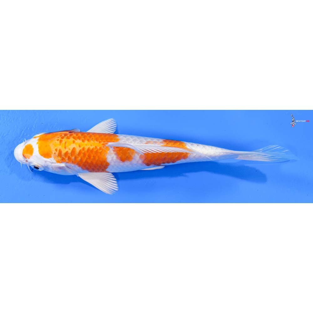 6” Imported Hariwake