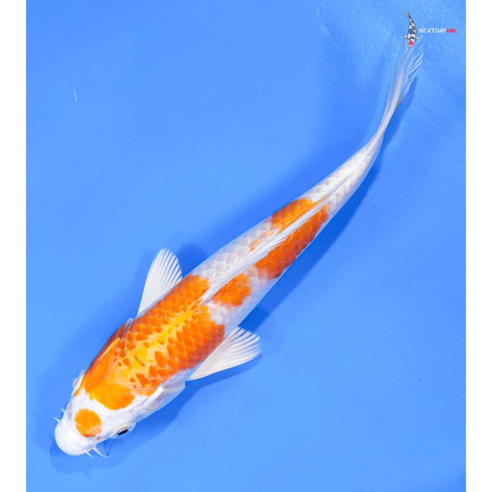 6” Imported Hariwake