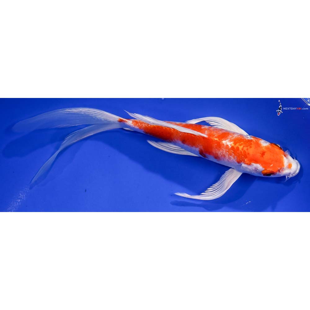8” Imported Hariwake Butterfly Koi