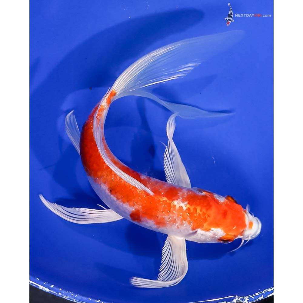 8” Imported Hariwake Butterfly Koi