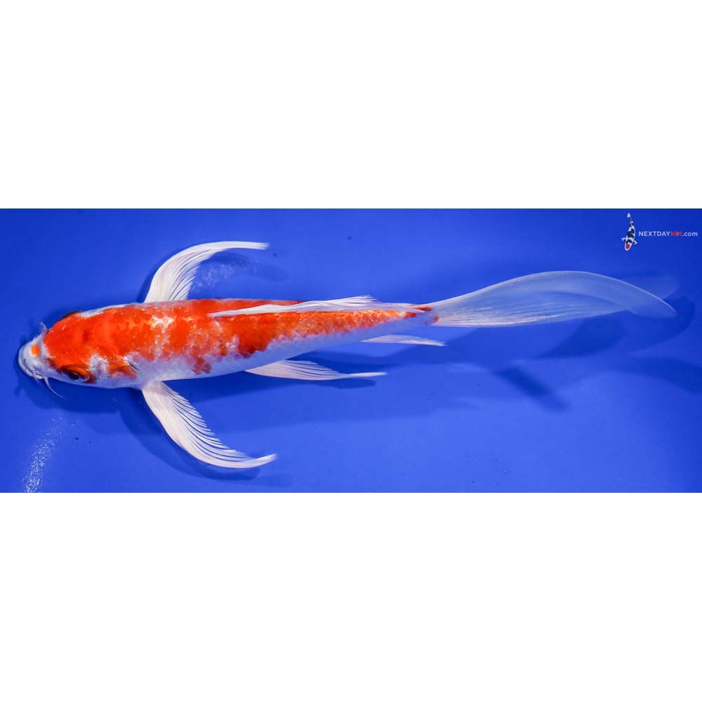 8” Imported Hariwake Butterfly Koi