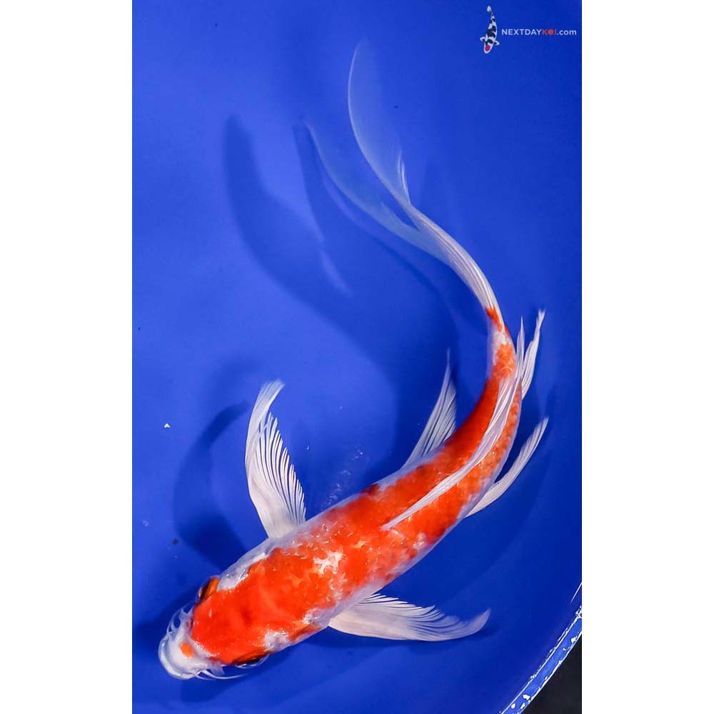 8” Imported Hariwake Butterfly Koi
