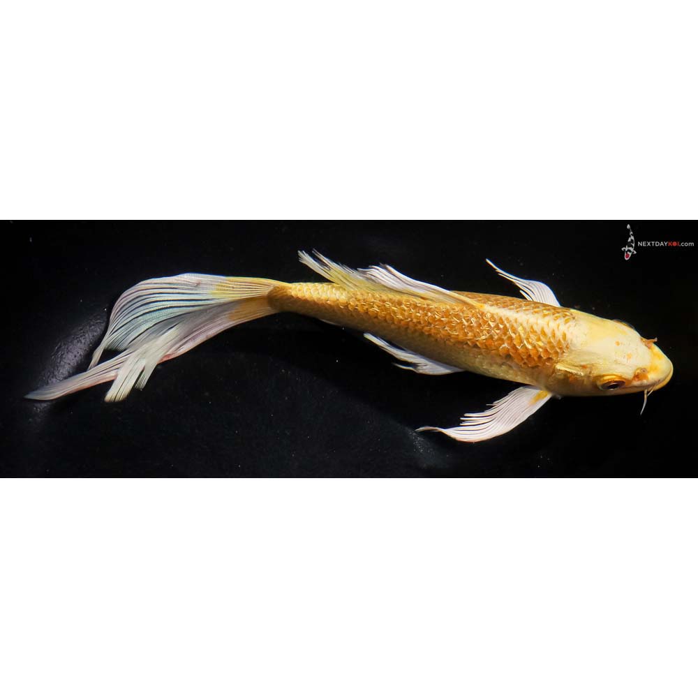 8.5” Imported Gin Rin Yamabuki Ogon Butterfly Koi