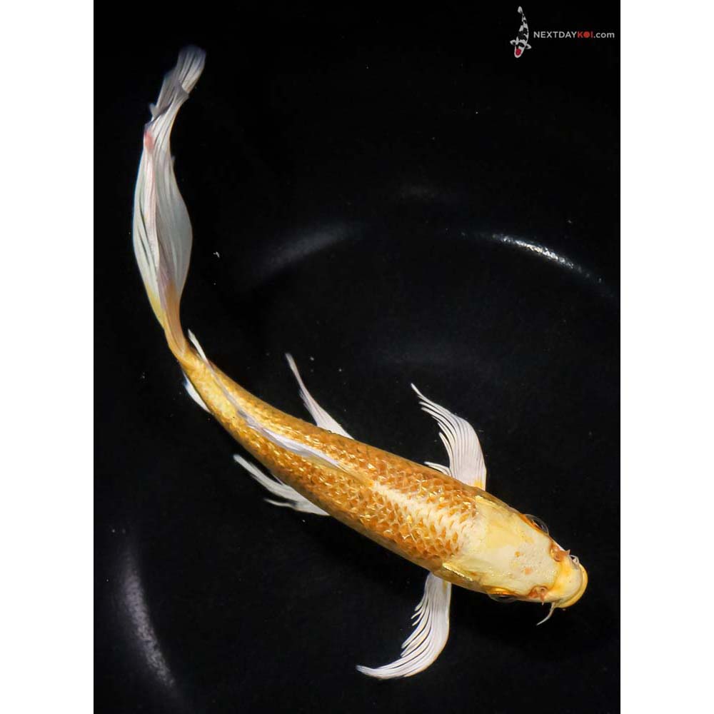 8.5” Imported Gin Rin Yamabuki Ogon Butterfly Koi