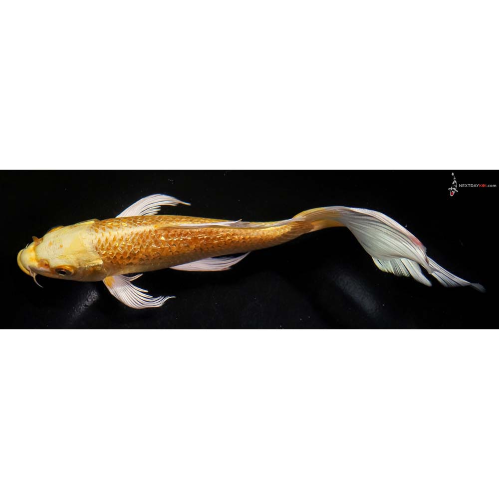 8.5” Imported Gin Rin Yamabuki Ogon Butterfly Koi