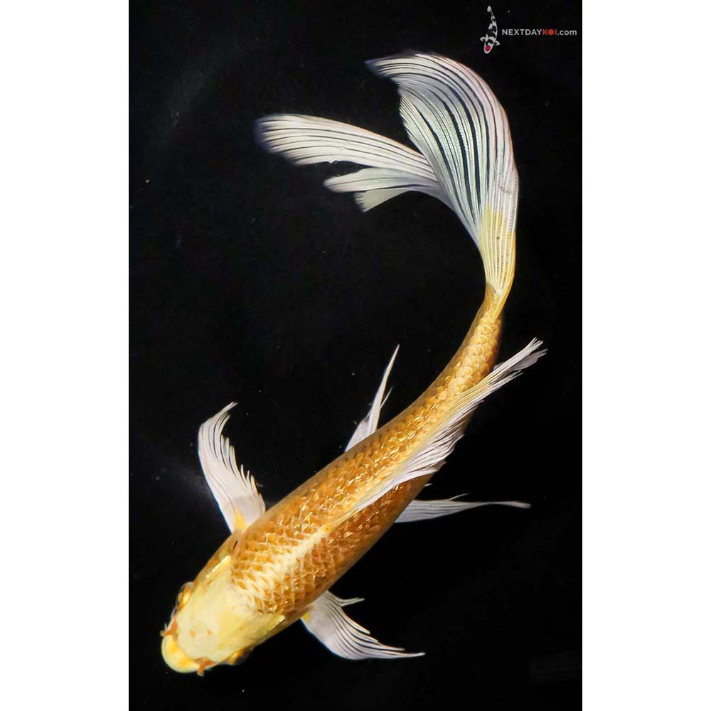 8.5” Imported Gin Rin Yamabuki Ogon Butterfly Koi