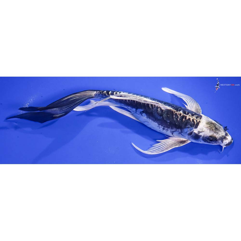 9” Imported Kikokuryu Butterfly Koi