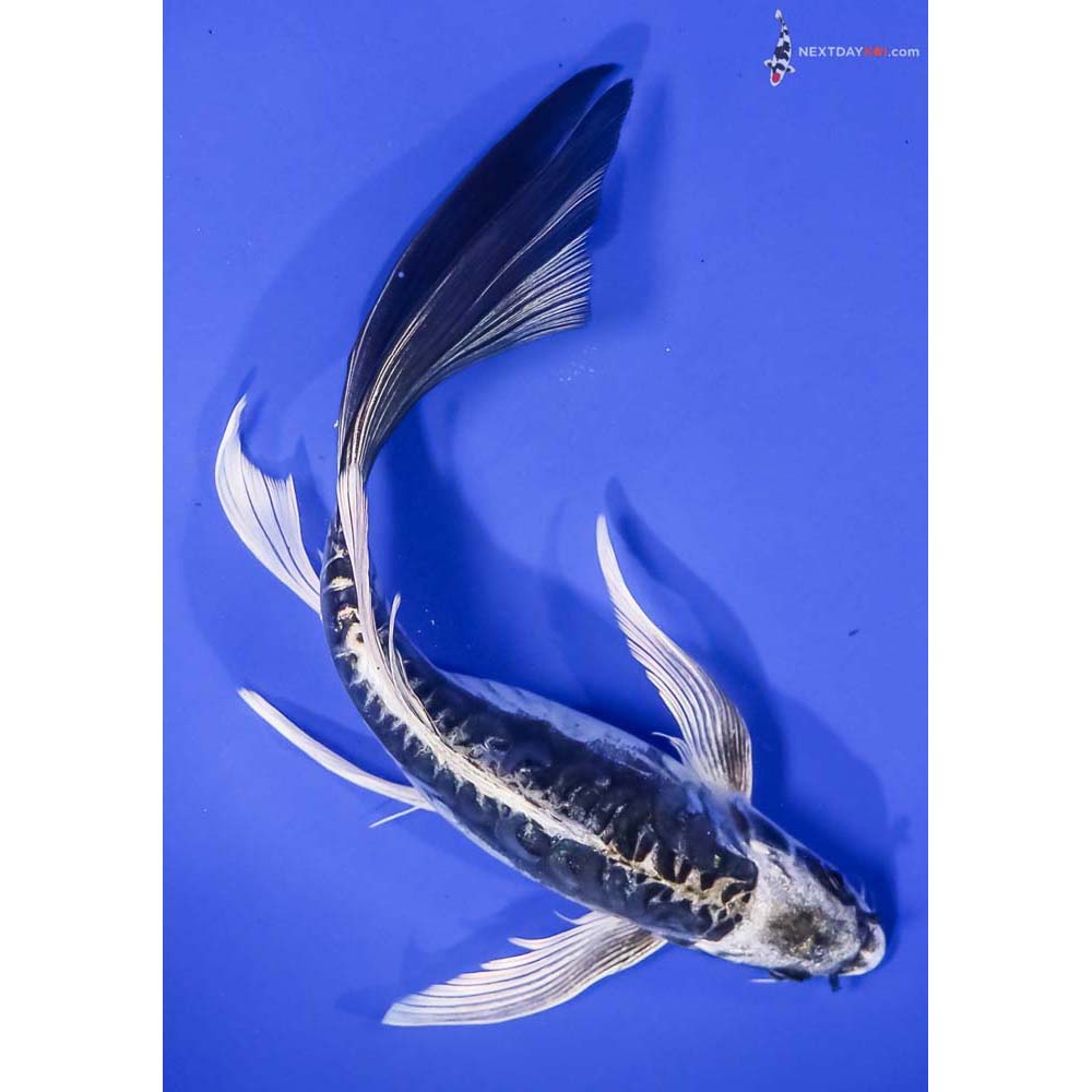 9” Imported Kikokuryu Butterfly Koi