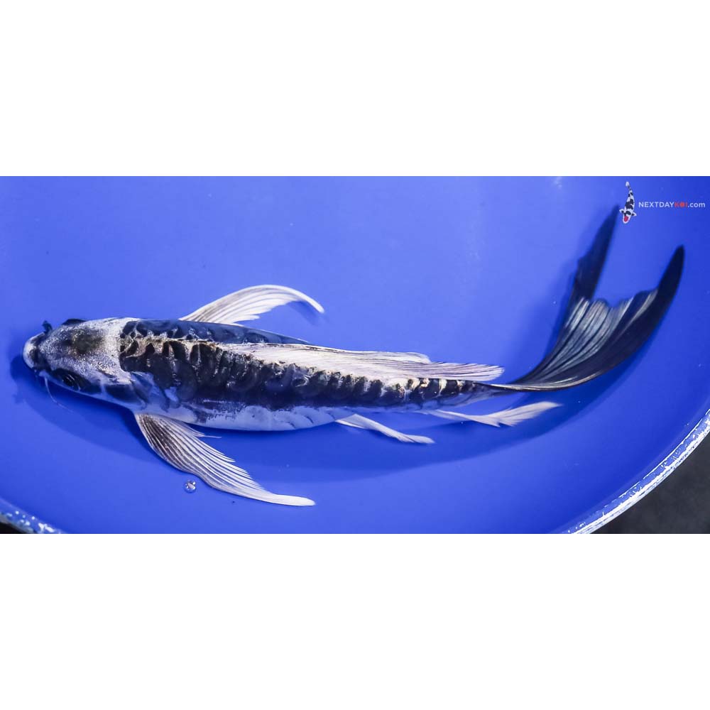 9” Imported Kikokuryu Butterfly Koi