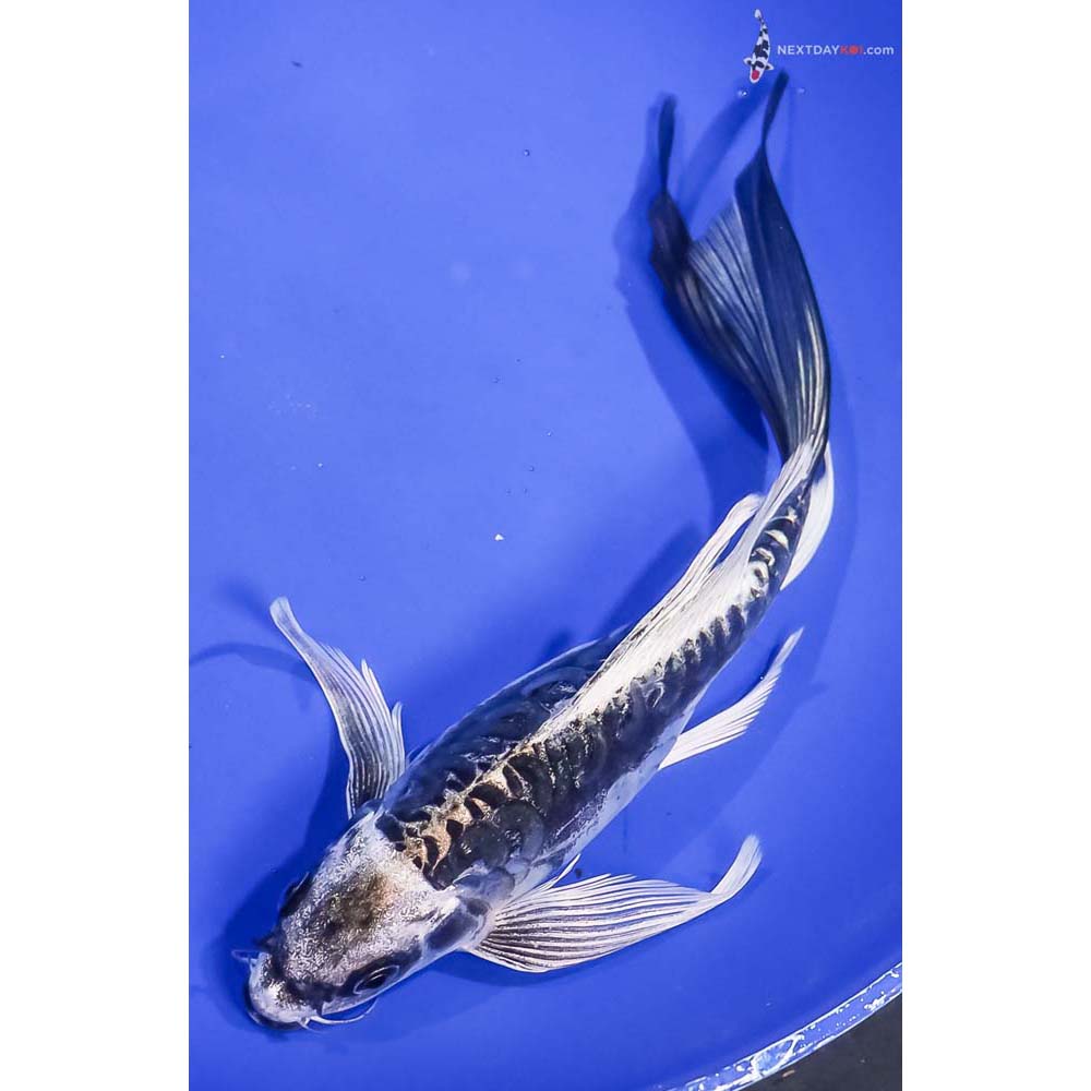 9” Imported Kikokuryu Butterfly Koi