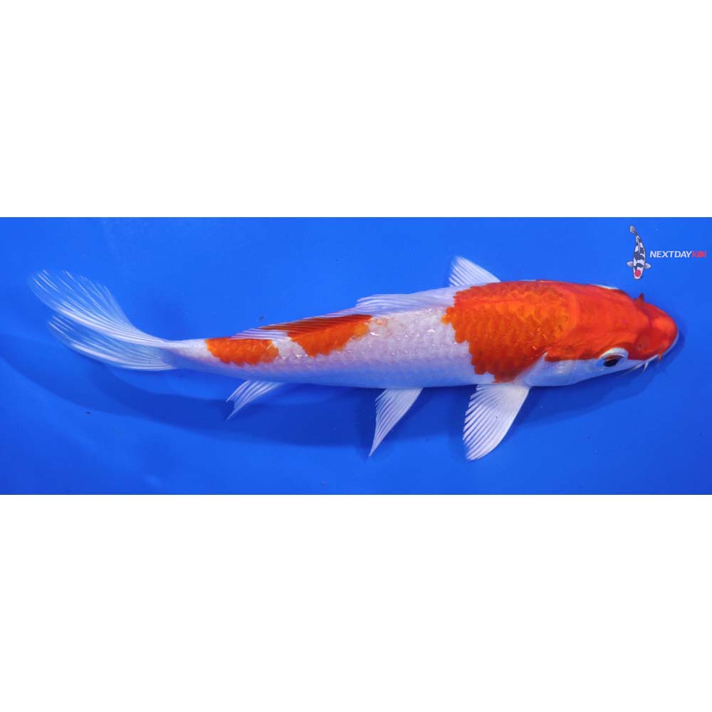 6.5” Imported Hariwake